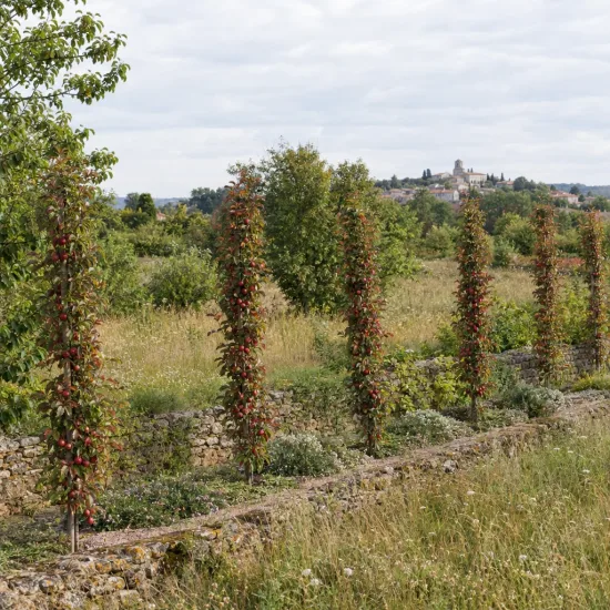 Pommier 'Ballerina maypole' (Malus domestica) — rangée d'arbres fruitiers étroits dans un pré · Photo d'illustration