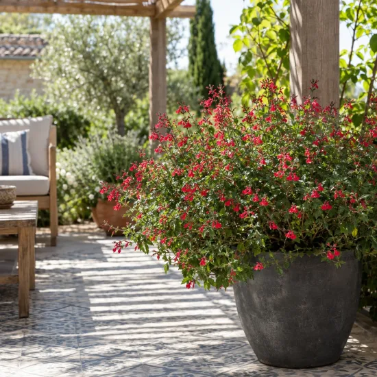 Sauge de graham 'Lemonei' (Salvia microphylla) — arbuste fleuri en grand pot sur terrasse · Photo d'illustration