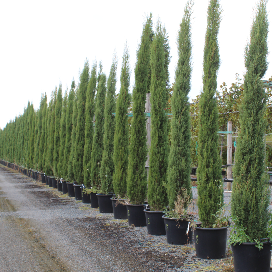 Cyprès d'italie 'Garda'