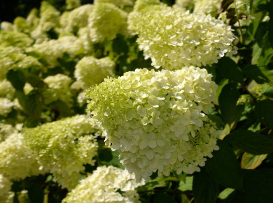 Hortensia paniculé 'Little lime'
