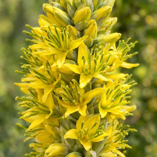 Puya jaune (Puya yakespala) — gros plan sur épis de fleurs jaunes