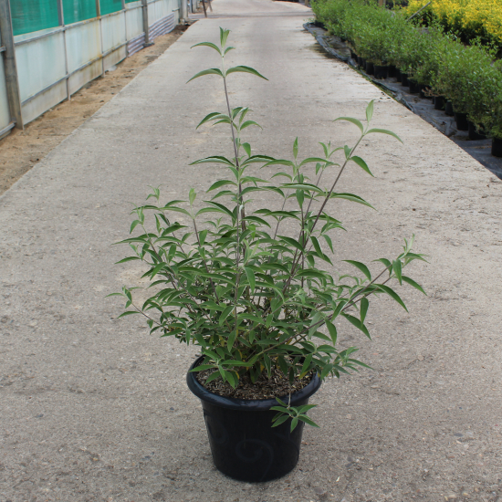 Arbre aux papillons 'rouge mauve'