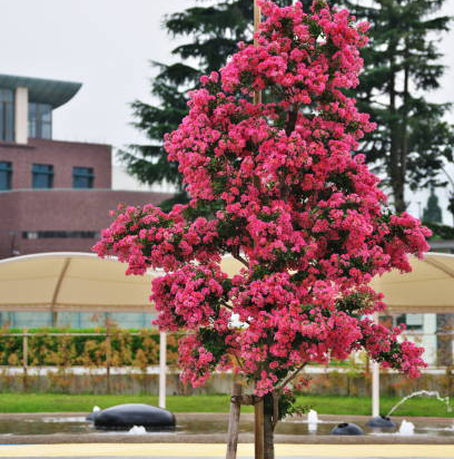 Lilas des indes 'Plum magic'