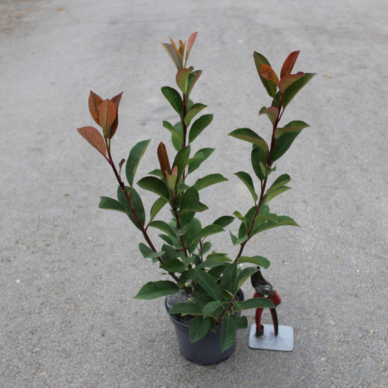 Photinia 'Red robin'