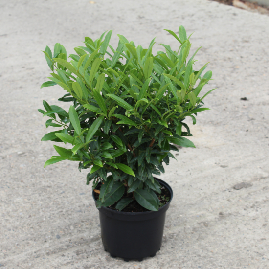 Laurier palme 'Sofia'