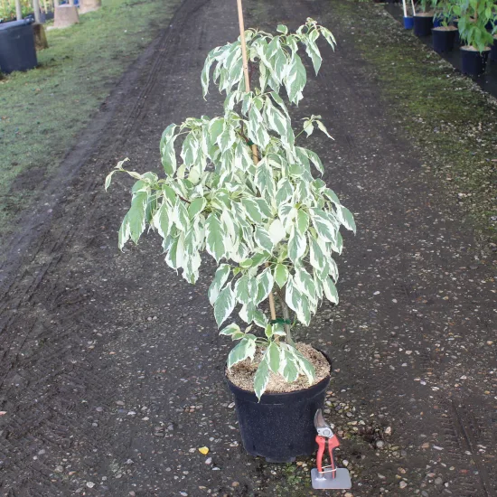 Cornouiller discuté 'Variegata' (Cornus controversa) — arbuste au feuillage panaché en pot noir · Pot 10L
