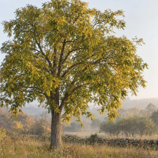 Pacanier à noix de pécan (Carya illlinoinensis) — grand arbre isolé dans un paysage champêtre · Photo d'illustration