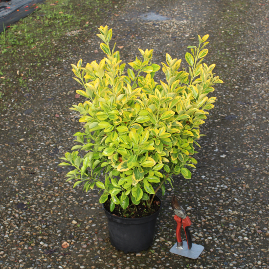 Fusain du japon 'Aureomarginatus'