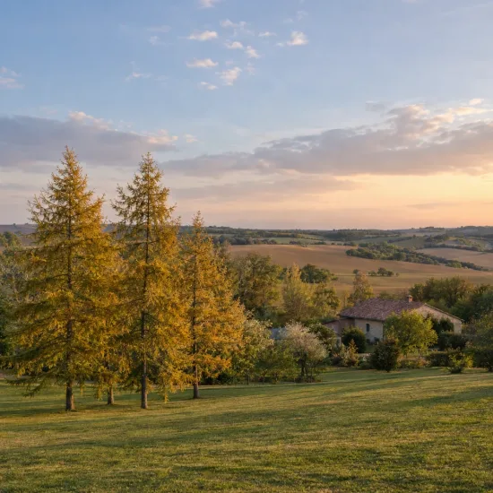 Mélèze hybride (Larix eurolepis) — deux conifères élancés dans un paysage champêtre · Photo d'illustration