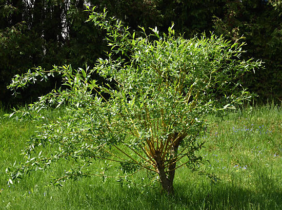 Saule 'Erythroflexuosa'