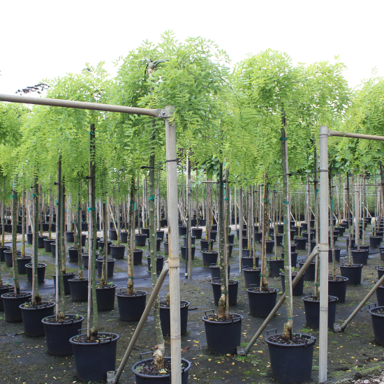 Sophora du japon pleureur 'Pendula'