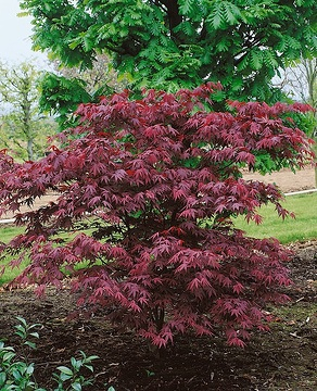 Érable du japon 'Atropurpureum'