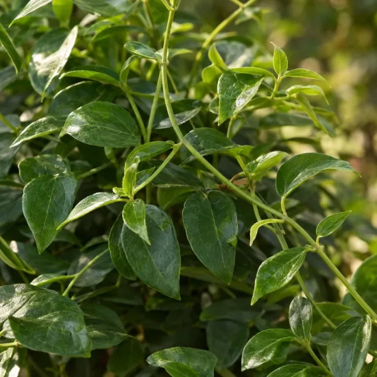 Clématite 'Violetta' (Clematis saphira) — feuillage vert dense sur tiges fines grimpantes · Photo d'illustration