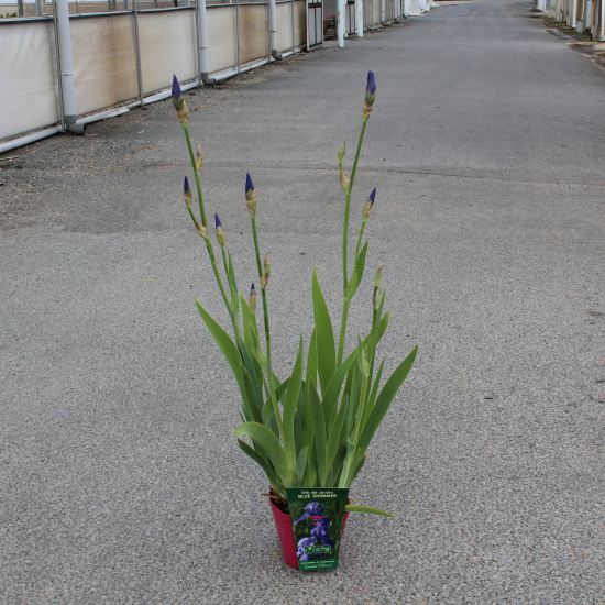 Iris d'allemagne 'Blue shimmer bleu'