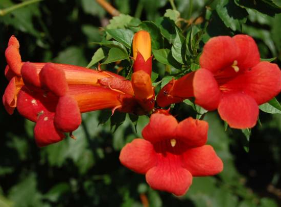 Bignone 'Indian summer'