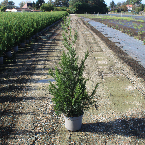 Cyprès de leyland 'Atro'