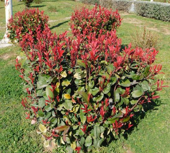 Photinia 'Little red robin'