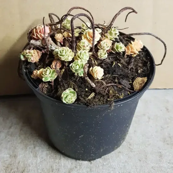 Orpin panaché à fleur jaune 'Atlantis®' (Sedum takesimense) — petit plant en pot avec rosettes et tiges sèches