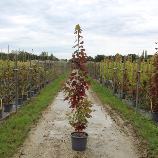 Érable rouge 'Scanlon'