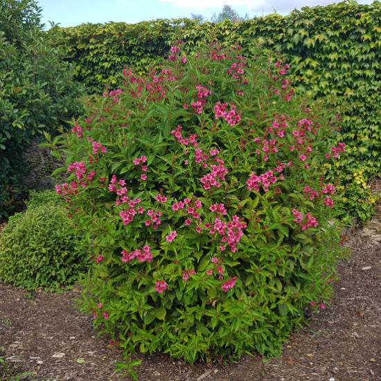 Weigelia 'Stelzneri rose'