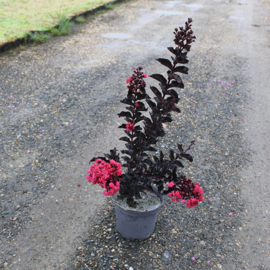 Lilas des indes 'Best red'