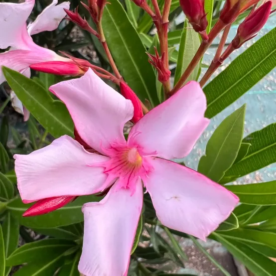 Laurier rose 'Villa Romaine' — grande fleur rose ouverte avec boutons