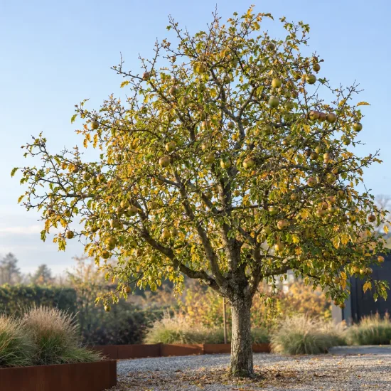 Pommier 'Peatxa' (Malus domestica) — arbre fruitier isolé dans un jardin minéral · Photo d'illustration