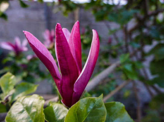 Magnolia 'Susan'