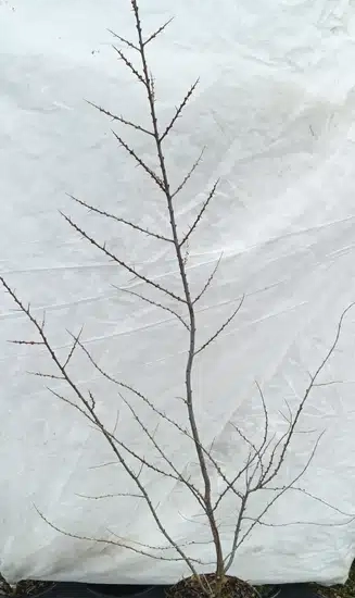Argousier 'Avgustina ♀'