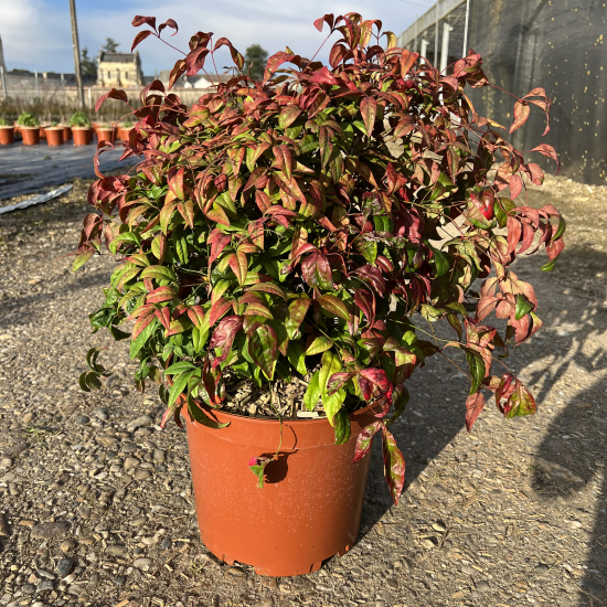 Bambou sacré Fire Power