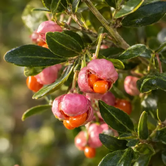 Fusain du japon pulchellus ou fusain microphylle (Euonymus pulchellus) — grappes de fruits roses et orange parmi le feuillage
