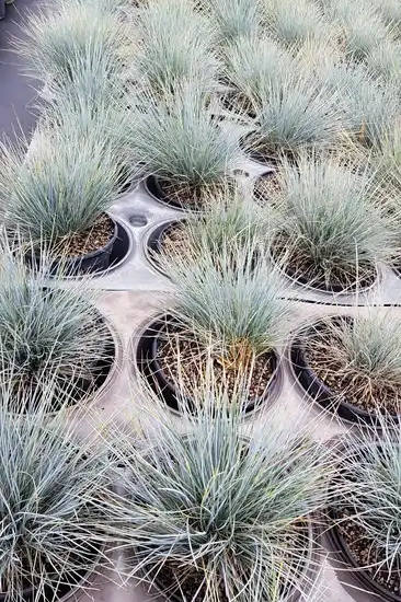 Fétuque bleue 'Intense blue'