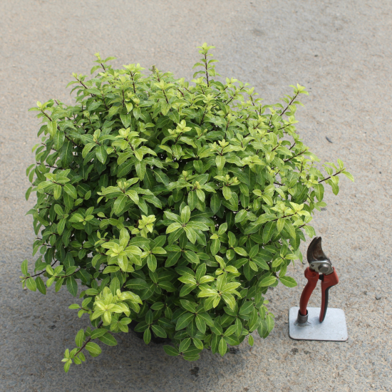 Pittospore 'Golden ball'