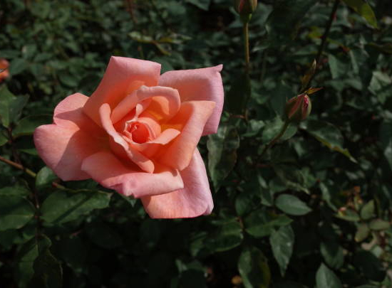 Rosier 'Catherine deneuve '