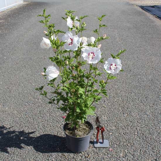 Althéa 'French point'