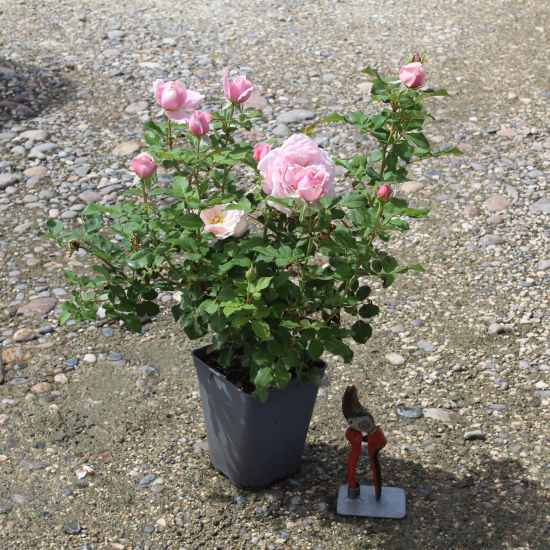 Rosier 'Sophie rochas'