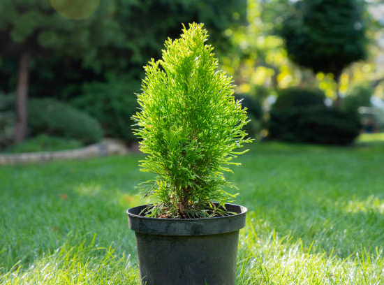 Cyprès de lawson 'Ellwood s gold'