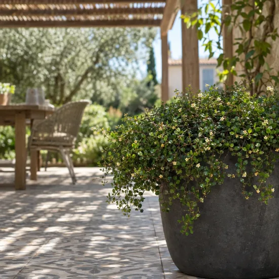 Muehlenbeckia, plante fil de fer ou wire vine 'Sealand compact' (Muehlenbeckia complexa) — plante retombante en pot sur terrasse · Photo d'illustration