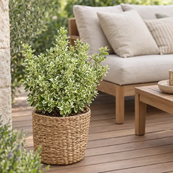 Fusain du japon 'Kathy' (Euonymus japonicus) — arbuste panaché en pot tressé sur terrasse