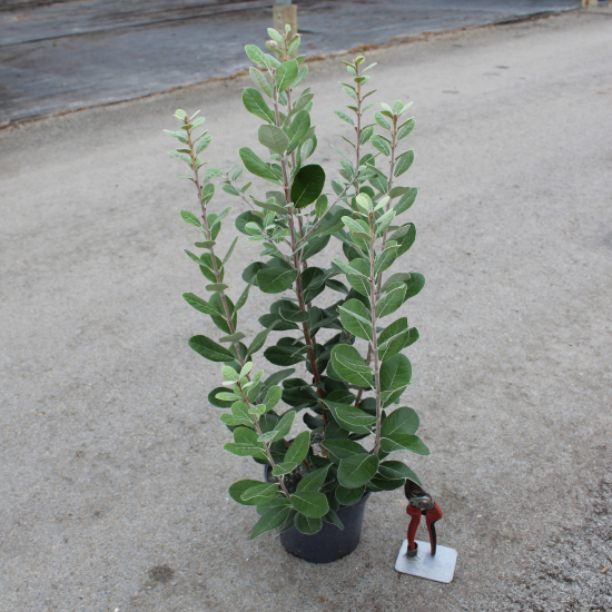 Feijoa. goyavier du brésil 'Gemini'