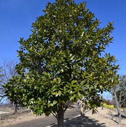 Magnolia de la galissonnière 'Galissoniere'