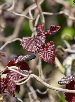 Noisetier tortueux pourpre 'Red majestic'