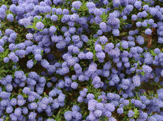 Céanothe 'Victoria'