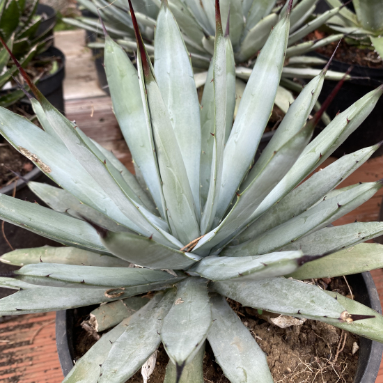 Agave à grande épine