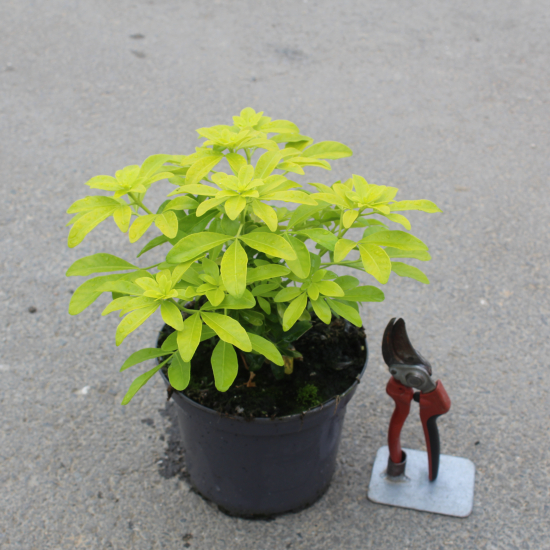 Oranger du mexique 'Sundance brica'