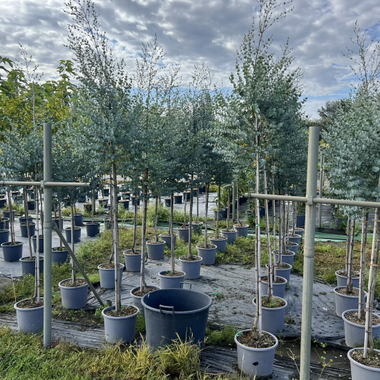 Eucalyptus à feuilles rondes 'Azura'