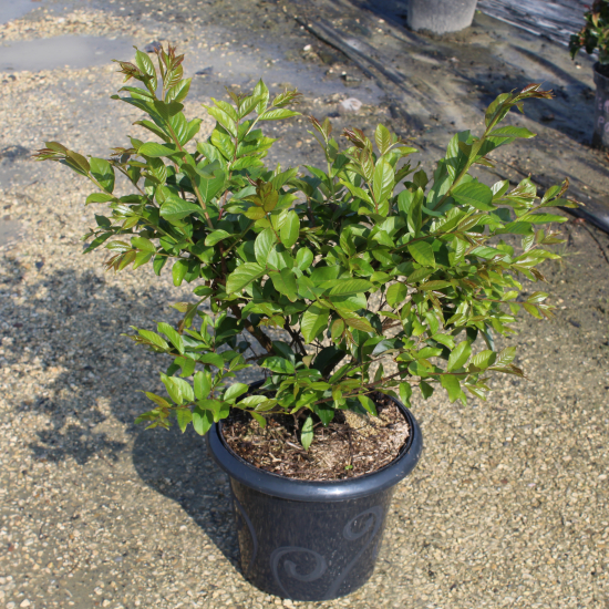 Lilas des indes 'Natchez'