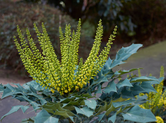 Mahonia 'soleil d'hiver'