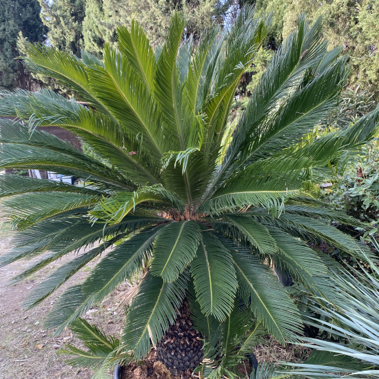 Cycas du Japon