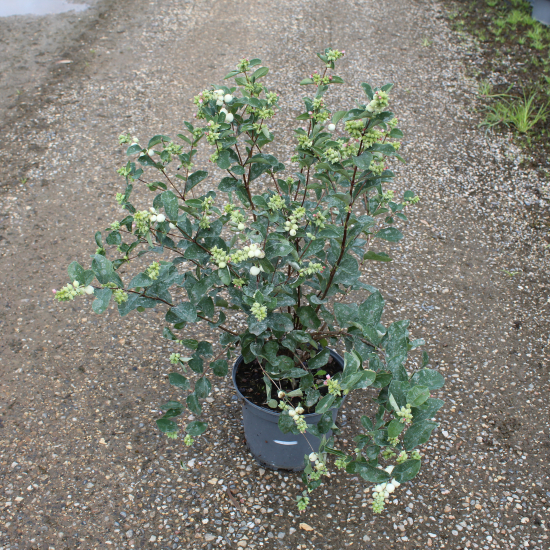 Symphorine 'White hedge'